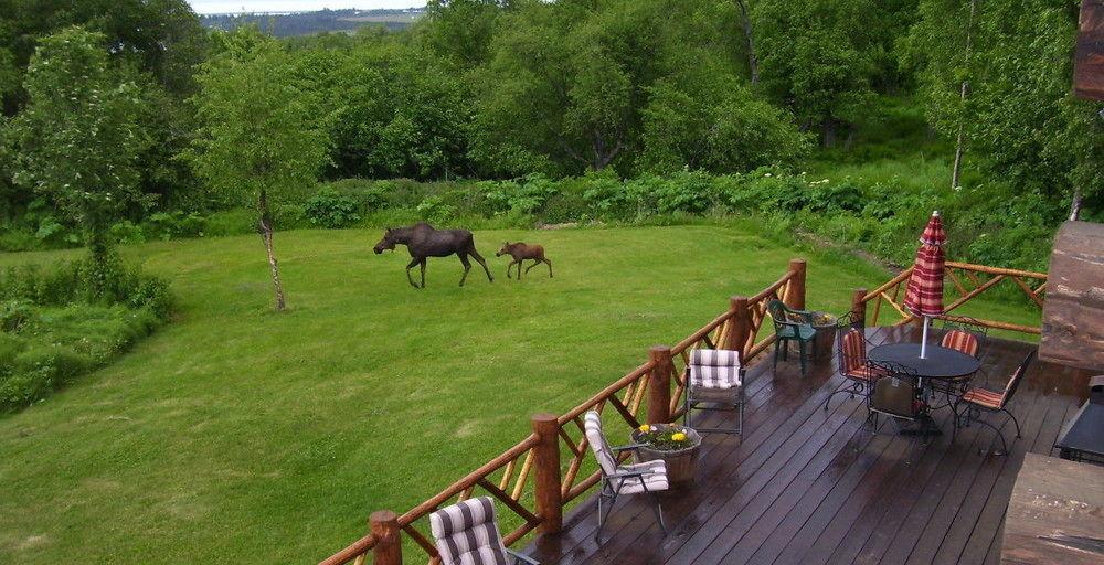 Juneberry Lodge Homer Luaran gambar